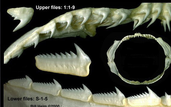 Hexanchus nakamurai_07